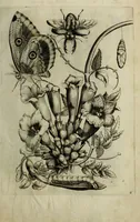 An illustration from Blumen und Insecten-Buch, darinnen auf das fleissigsten nicht allein die Blumen mit ihren Blättern nach den Leben ins Kupffer vor Augen gestellet; sondern auch jede Blume nach ihren eigentlichen Nahmen genennet, etc / [Anon]. (1790)