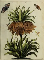 Picture 18 of 97 from Blumen und Insecten-Buch, darinnen auf das fleissigsten nicht allein die Blumen mit ihren Blättern nach den Leben ins Kupffer vor Augen gestellet; sondern auch jede Blume nach ihren eigentlichen Nahmen genennet, etc / [Anon]. (1790), leaf 41