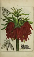 Picture 19 of 97 from Blumen und Insecten-Buch, darinnen auf das fleissigsten nicht allein die Blumen mit ihren Blättern nach den Leben ins Kupffer vor Augen gestellet; sondern auch jede Blume nach ihren eigentlichen Nahmen genennet, etc / [Anon]. (1790), leaf 43