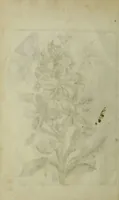 Picture 21 of 97 from Blumen und Insecten-Buch, darinnen auf das fleissigsten nicht allein die Blumen mit ihren Blättern nach den Leben ins Kupffer vor Augen gestellet; sondern auch jede Blume nach ihren eigentlichen Nahmen genennet, etc / [Anon]. (1790), leaf 46