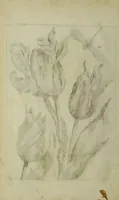 An illustration from Blumen und Insecten-Buch, darinnen auf das fleissigsten nicht allein die Blumen mit ihren Blättern nach den Leben ins Kupffer vor Augen gestellet; sondern auch jede Blume nach ihren eigentlichen Nahmen genennet, etc / [Anon]. (1790)