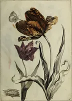 Picture 25 of 97 from Blumen und Insecten-Buch, darinnen auf das fleissigsten nicht allein die Blumen mit ihren Blättern nach den Leben ins Kupffer vor Augen gestellet; sondern auch jede Blume nach ihren eigentlichen Nahmen genennet, etc / [Anon]. (1790), leaf 49