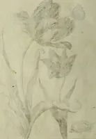 An illustration from Blumen und Insecten-Buch, darinnen auf das fleissigsten nicht allein die Blumen mit ihren Blättern nach den Leben ins Kupffer vor Augen gestellet; sondern auch jede Blume nach ihren eigentlichen Nahmen genennet, etc / [Anon]. (1790)