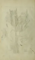 An illustration from Blumen und Insecten-Buch, darinnen auf das fleissigsten nicht allein die Blumen mit ihren Blättern nach den Leben ins Kupffer vor Augen gestellet; sondern auch jede Blume nach ihren eigentlichen Nahmen genennet, etc / [Anon]. (1790)