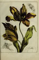 Picture 29 of 97 from Blumen und Insecten-Buch, darinnen auf das fleissigsten nicht allein die Blumen mit ihren Blättern nach den Leben ins Kupffer vor Augen gestellet; sondern auch jede Blume nach ihren eigentlichen Nahmen genennet, etc / [Anon]. (1790), leaf 55