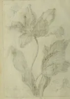 An illustration from Blumen und Insecten-Buch, darinnen auf das fleissigsten nicht allein die Blumen mit ihren Blättern nach den Leben ins Kupffer vor Augen gestellet; sondern auch jede Blume nach ihren eigentlichen Nahmen genennet, etc / [Anon]. (1790)
