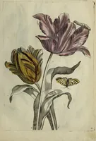 An illustration from Blumen und Insecten-Buch, darinnen auf das fleissigsten nicht allein die Blumen mit ihren Blättern nach den Leben ins Kupffer vor Augen gestellet; sondern auch jede Blume nach ihren eigentlichen Nahmen genennet, etc / [Anon]. (1790)