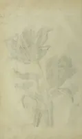 An illustration from Blumen und Insecten-Buch, darinnen auf das fleissigsten nicht allein die Blumen mit ihren Blättern nach den Leben ins Kupffer vor Augen gestellet; sondern auch jede Blume nach ihren eigentlichen Nahmen genennet, etc / [Anon]. (1790)
