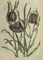 Picture 33 of 97 from Blumen und Insecten-Buch, darinnen auf das fleissigsten nicht allein die Blumen mit ihren Blättern nach den Leben ins Kupffer vor Augen gestellet; sondern auch jede Blume nach ihren eigentlichen Nahmen genennet, etc / [Anon]. (1790), leaf 59