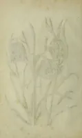 An illustration from Blumen und Insecten-Buch, darinnen auf das fleissigsten nicht allein die Blumen mit ihren Blättern nach den Leben ins Kupffer vor Augen gestellet; sondern auch jede Blume nach ihren eigentlichen Nahmen genennet, etc / [Anon]. (1790)