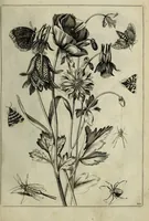 Picture 35 of 97 from Blumen und Insecten-Buch, darinnen auf das fleissigsten nicht allein die Blumen mit ihren Blättern nach den Leben ins Kupffer vor Augen gestellet; sondern auch jede Blume nach ihren eigentlichen Nahmen genennet, etc / [Anon]. (1790), leaf 61
