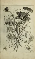 Picture 37 of 97 from Blumen und Insecten-Buch, darinnen auf das fleissigsten nicht allein die Blumen mit ihren Blättern nach den Leben ins Kupffer vor Augen gestellet; sondern auch jede Blume nach ihren eigentlichen Nahmen genennet, etc / [Anon]. (1790), leaf 63