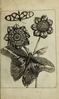 An illustration from Blumen und Insecten-Buch, darinnen auf das fleissigsten nicht allein die Blumen mit ihren Blättern nach den Leben ins Kupffer vor Augen gestellet; sondern auch jede Blume nach ihren eigentlichen Nahmen genennet, etc / [Anon]. (1790)
