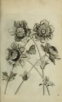 An illustration from Blumen und Insecten-Buch, darinnen auf das fleissigsten nicht allein die Blumen mit ihren Blättern nach den Leben ins Kupffer vor Augen gestellet; sondern auch jede Blume nach ihren eigentlichen Nahmen genennet, etc / [Anon]. (1790)
