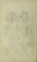 An illustration from Blumen und Insecten-Buch, darinnen auf das fleissigsten nicht allein die Blumen mit ihren Blättern nach den Leben ins Kupffer vor Augen gestellet; sondern auch jede Blume nach ihren eigentlichen Nahmen genennet, etc / [Anon]. (1790)