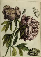 Picture 41 of 97 from Blumen und Insecten-Buch, darinnen auf das fleissigsten nicht allein die Blumen mit ihren Blättern nach den Leben ins Kupffer vor Augen gestellet; sondern auch jede Blume nach ihren eigentlichen Nahmen genennet, etc / [Anon]. (1790), leaf 69