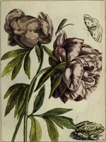 Picture 42 of 97 from Blumen und Insecten-Buch, darinnen auf das fleissigsten nicht allein die Blumen mit ihren Blättern nach den Leben ins Kupffer vor Augen gestellet; sondern auch jede Blume nach ihren eigentlichen Nahmen genennet, etc / [Anon]. (1790), leaf 69