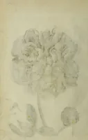 An illustration from Blumen und Insecten-Buch, darinnen auf das fleissigsten nicht allein die Blumen mit ihren Blättern nach den Leben ins Kupffer vor Augen gestellet; sondern auch jede Blume nach ihren eigentlichen Nahmen genennet, etc / [Anon]. (1790)