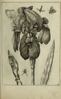 An illustration from Blumen und Insecten-Buch, darinnen auf das fleissigsten nicht allein die Blumen mit ihren Blättern nach den Leben ins Kupffer vor Augen gestellet; sondern auch jede Blume nach ihren eigentlichen Nahmen genennet, etc / [Anon]. (1790)