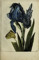 An illustration from Blumen und Insecten-Buch, darinnen auf das fleissigsten nicht allein die Blumen mit ihren Blättern nach den Leben ins Kupffer vor Augen gestellet; sondern auch jede Blume nach ihren eigentlichen Nahmen genennet, etc / [Anon]. (1790)