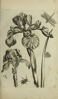 An illustration from Blumen und Insecten-Buch, darinnen auf das fleissigsten nicht allein die Blumen mit ihren Blättern nach den Leben ins Kupffer vor Augen gestellet; sondern auch jede Blume nach ihren eigentlichen Nahmen genennet, etc / [Anon]. (1790)