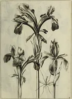 An illustration from Blumen und Insecten-Buch, darinnen auf das fleissigsten nicht allein die Blumen mit ihren Blättern nach den Leben ins Kupffer vor Augen gestellet; sondern auch jede Blume nach ihren eigentlichen Nahmen genennet, etc / [Anon]. (1790)