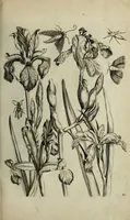 An illustration from Blumen und Insecten-Buch, darinnen auf das fleissigsten nicht allein die Blumen mit ihren Blättern nach den Leben ins Kupffer vor Augen gestellet; sondern auch jede Blume nach ihren eigentlichen Nahmen genennet, etc / [Anon]. (1790)
