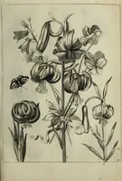 An illustration from Blumen und Insecten-Buch, darinnen auf das fleissigsten nicht allein die Blumen mit ihren Blättern nach den Leben ins Kupffer vor Augen gestellet; sondern auch jede Blume nach ihren eigentlichen Nahmen genennet, etc / [Anon]. (1790)