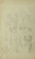 Picture 53 of 97 from Blumen und Insecten-Buch, darinnen auf das fleissigsten nicht allein die Blumen mit ihren Blättern nach den Leben ins Kupffer vor Augen gestellet; sondern auch jede Blume nach ihren eigentlichen Nahmen genennet, etc / [Anon]. (1790), leaf 84