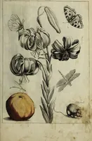 An illustration from Blumen und Insecten-Buch, darinnen auf das fleissigsten nicht allein die Blumen mit ihren Blättern nach den Leben ins Kupffer vor Augen gestellet; sondern auch jede Blume nach ihren eigentlichen Nahmen genennet, etc / [Anon]. (1790)