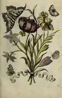 An illustration from Blumen und Insecten-Buch, darinnen auf das fleissigsten nicht allein die Blumen mit ihren Blättern nach den Leben ins Kupffer vor Augen gestellet; sondern auch jede Blume nach ihren eigentlichen Nahmen genennet, etc / [Anon]. (1790)