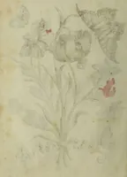 An illustration from Blumen und Insecten-Buch, darinnen auf das fleissigsten nicht allein die Blumen mit ihren Blättern nach den Leben ins Kupffer vor Augen gestellet; sondern auch jede Blume nach ihren eigentlichen Nahmen genennet, etc / [Anon]. (1790)