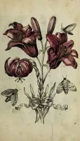 Picture 58 of 97 from Blumen und Insecten-Buch, darinnen auf das fleissigsten nicht allein die Blumen mit ihren Blättern nach den Leben ins Kupffer vor Augen gestellet; sondern auch jede Blume nach ihren eigentlichen Nahmen genennet, etc / [Anon]. (1790), leaf 89