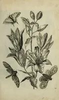 An illustration from Blumen und Insecten-Buch, darinnen auf das fleissigsten nicht allein die Blumen mit ihren Blättern nach den Leben ins Kupffer vor Augen gestellet; sondern auch jede Blume nach ihren eigentlichen Nahmen genennet, etc / [Anon]. (1790)