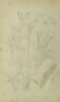 An illustration from Blumen und Insecten-Buch, darinnen auf das fleissigsten nicht allein die Blumen mit ihren Blättern nach den Leben ins Kupffer vor Augen gestellet; sondern auch jede Blume nach ihren eigentlichen Nahmen genennet, etc / [Anon]. (1790)