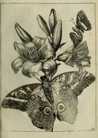 An illustration from Blumen und Insecten-Buch, darinnen auf das fleissigsten nicht allein die Blumen mit ihren Blättern nach den Leben ins Kupffer vor Augen gestellet; sondern auch jede Blume nach ihren eigentlichen Nahmen genennet, etc / [Anon]. (1790)