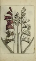 An illustration from Blumen und Insecten-Buch, darinnen auf das fleissigsten nicht allein die Blumen mit ihren Blättern nach den Leben ins Kupffer vor Augen gestellet; sondern auch jede Blume nach ihren eigentlichen Nahmen genennet, etc / [Anon]. (1790)