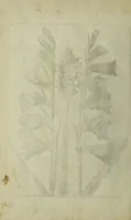 An illustration from Blumen und Insecten-Buch, darinnen auf das fleissigsten nicht allein die Blumen mit ihren Blättern nach den Leben ins Kupffer vor Augen gestellet; sondern auch jede Blume nach ihren eigentlichen Nahmen genennet, etc / [Anon]. (1790)