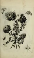 An illustration from Blumen und Insecten-Buch, darinnen auf das fleissigsten nicht allein die Blumen mit ihren Blättern nach den Leben ins Kupffer vor Augen gestellet; sondern auch jede Blume nach ihren eigentlichen Nahmen genennet, etc / [Anon]. (1790)