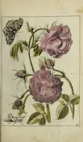 An illustration from Blumen und Insecten-Buch, darinnen auf das fleissigsten nicht allein die Blumen mit ihren Blättern nach den Leben ins Kupffer vor Augen gestellet; sondern auch jede Blume nach ihren eigentlichen Nahmen genennet, etc / [Anon]. (1790)