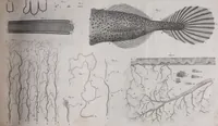 An illustration from The select works ... containing his microscopical discoveries ... / Translated from the Dutch and Latin editions ... by S. Hoole. (1798)