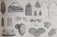 An illustration from The select works ... containing his microscopical discoveries ... / Translated from the Dutch and Latin editions ... by S. Hoole. (1798)
