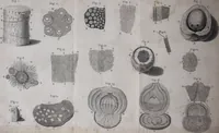 An illustration from The select works ... containing his microscopical discoveries ... / Translated from the Dutch and Latin editions ... by S. Hoole. (1798)