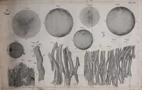An illustration from The select works ... containing his microscopical discoveries ... / Translated from the Dutch and Latin editions ... by S. Hoole. (1798)