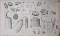 An illustration from The select works ... containing his microscopical discoveries ... / Translated from the Dutch and Latin editions ... by S. Hoole. (1798)