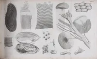 An illustration from The select works ... containing his microscopical discoveries ... / Translated from the Dutch and Latin editions ... by S. Hoole. (1798)