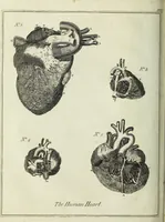 Picture 6 of 46 from English physician; and complete herbal. To which are now first added, upwards of one hundred additional herbs, with a display of their medicinal and occult properties, physically applied to the cure of all disorders incident to mankind ... forming a complete family dispensatory. Illustrated with notes and observations, critical and explanatory / ... By E. Sibly. (1794), leaf 134