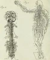 Picture 4 of 46 from English physician; and complete herbal. To which are now first added, upwards of one hundred additional herbs, with a display of their medicinal and occult properties, physically applied to the cure of all disorders incident to mankind ... forming a complete family dispensatory. Illustrated with notes and observations, critical and explanatory / ... By E. Sibly. (1794), leaf 64