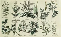 An illustration from English physician; and complete herbal. To which are now first added, upwards of one hundred additional herbs, with a display of their medicinal and occult properties, physically applied to the cure of all disorders incident to mankind ... forming a complete family dispensatory. Illustrated with notes and observations, critical and explanatory / ... By E. Sibly. (1794)