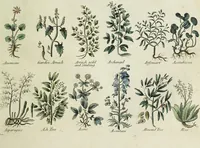 Picture 8 of 46 from English physician; and complete herbal. To which are now first added, upwards of one hundred additional herbs, with a display of their medicinal and occult properties, physically applied to the cure of all disorders incident to mankind ... forming a complete family dispensatory. Illustrated with notes and observations, critical and explanatory / ... By E. Sibly. (1794), leaf 687